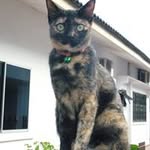 Gin Leong - @leong.gin - Instagram