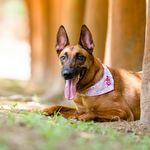 臭煎 🐕 Gin Wong - @gin.thenewstart - Instagram