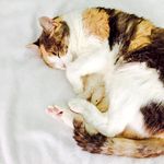 Ginger Baumgartner - @gingerb_kittycat - Instagram