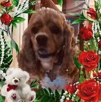 Gina Carifi Bernier - Facebook