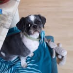 gina - @gina_best_dog - Instagram
