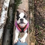 Gina_Bosten_Terrier - @gina_bosten_terrier - Instagram