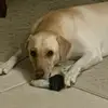 Lulu the lab - @gina.cavallo.craw - TikTok