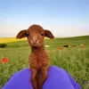 gina cho - @gina_cho - TikTok