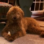 Ginger Clancy - @ginger_11029_728 - Instagram