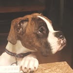Gina Clapprood - @ryder_theboxer - Instagram
