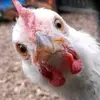 ginacolbert125 - @ginacolbert125 - TikTok