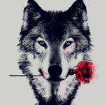 Gina Cooley - @ily_wolves - Instagram