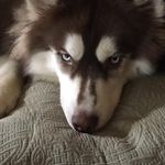 Ginger Cottrell - @ginger6201 - Instagram