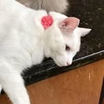 Ginger DeHaven - @whitecat9 - Instagram