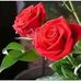 Regina Dehaven - Facebook
