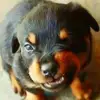 Gina DeWitt898 - @ladygina62 - TikTok
