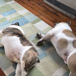 Ginger Dunham - @gdunham0430 - Instagram