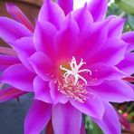 Gina Elmore - Facebook