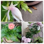 Gina Fields - Facebook