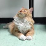 Ginger Flaherty - @blind_ginger_kitty - Instagram
