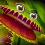 Gina Fly trap - @gina_fly_trap - Instagram