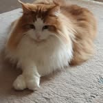 Gina Görlich - @ginagoe_limak_katzenhaeuser - Instagram
