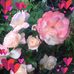 Gina Goodwin - Facebook