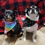 Gina Harbison - @sswoofwearcom - Instagram