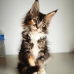 Gina Hatfield - @ipernhimi - Instagram