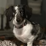 Gina Heard Logan - @cute.reacued.animals - Instagram