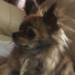 Ginger Hutton - @ginger_thedoggo - Instagram