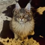 Джина - @gina.mainecoon - Instagram