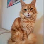 Gina 🐱 - @gina_mainecoon - Instagram