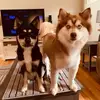 ginamcleod943 - @ginamcleod943 - TikTok