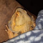 Gina Morton - @flutterbye_599 - Instagram