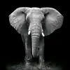 Gina Moss - @elephant_queen13 - TikTok
