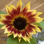 Gina Murchison - @murchisonmom0220 - Instagram