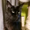gina5tiko__nero48jezutsdpugvgu - @gina5tiko48_nero - TikTok
