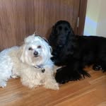 Gina, Grey and Nero 🐾 - @ngg_family - Instagram