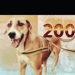 Gina na nota de 200 reais - @ginananotade200reais - Instagram