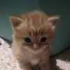 Gina Ormond720 - @haisedacat - TikTok