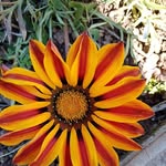 Gina Orrù - @orrugina - Instagram
