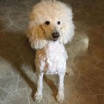 Ginger Loo Pendleton 🐩💘 - @ginger_the_spoodle - Instagram