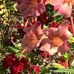 Gina Phelps - Facebook