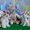crazy dog lady - @ginarapp - TikTok