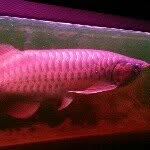 ginarowana - @gina_arowana - Instagram