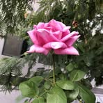 Gina Snider - Facebook
