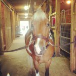 Gina whelan - @tinytimlover - Instagram