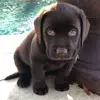 ginettelabonte0 - @ginettelabonte0 - TikTok