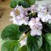 Ginette Masson - Facebook