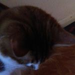 rodney ginger abbott - @rodney_abbott_1 - Instagram