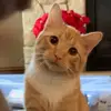 Theodore - @theodorableginger - TikTok