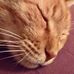 Ginger Kadosh-Adler - Facebook