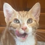 albert - @albert_the_ginger_cat - Instagram